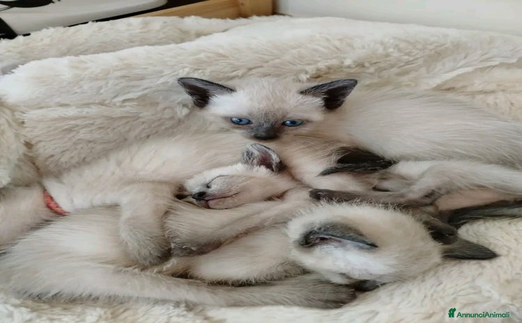 Siamese gatti a Provincia di Pisa - Annuncio 3