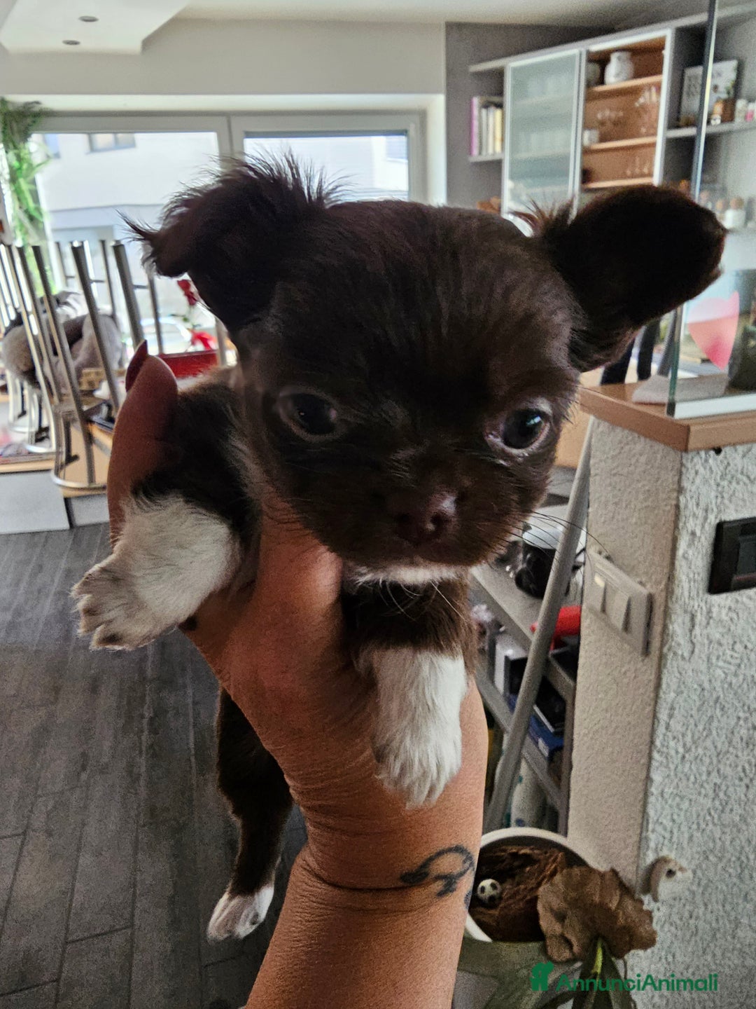 Chihuahua cani in vendita: Chihuahua pelo lungo  - Annuncio 5