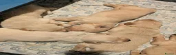 Golden Retriever cani in vendita: Cuccioli Golden Retriever a Provincia di Alessandria - Annuncio 3