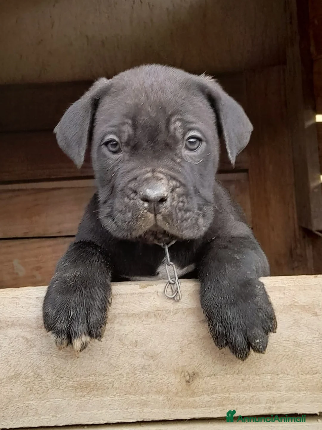 Cane Corso cani in vendita: Spettacolari cuccioli di Cane  Corso - Annuncio 2