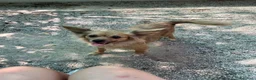 Meticcio cani in regalo: Roxana e Basilio: adozione di coppia nonnini - Annuncio 12