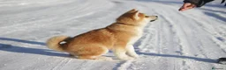 Akita Inu cani in vendita: Bellissimo maschietto Akita Inu - Annuncio 3