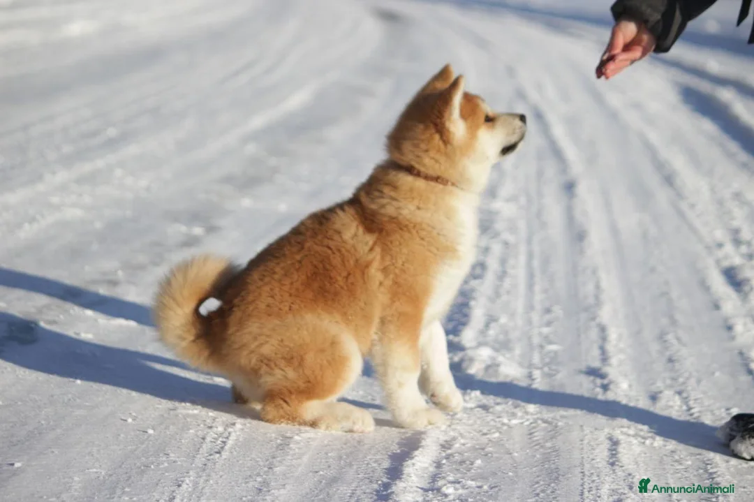 Akita Inu cani in vendita: Bellissimo maschietto Akita Inu - Annuncio 3