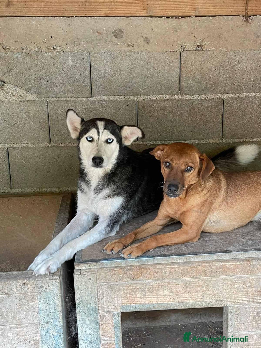 Meticcio cani in regalo: BLUE & REDDY, anime gemelle sfortunate! - Annuncio 2