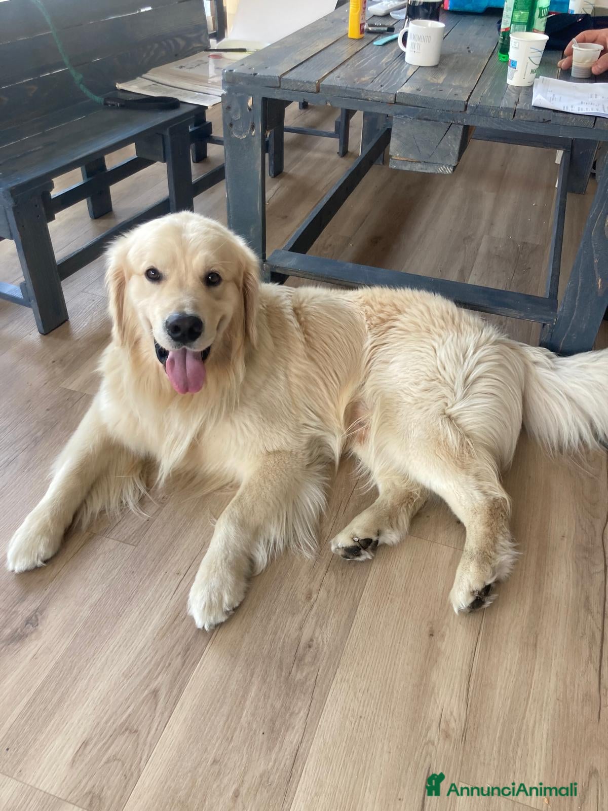 Golden Retriever cani stupendo - Annuncio 1