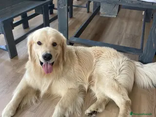 Golden Retriever cani stupendo - Annuncio 1