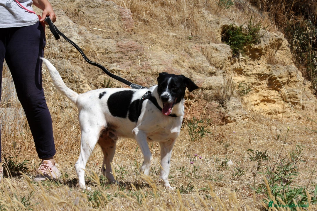 Meticcio cani in regalo: Pedro 2 anni,merita una famiglia - Annuncio 3