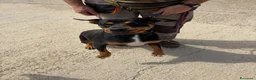 Meticcio cani in regalo: Simile Rottweiler, cerca Casa - Annuncio 4