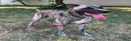 Meticcio cani in regalo: VITO MOLOSSETTO - Annuncio 7