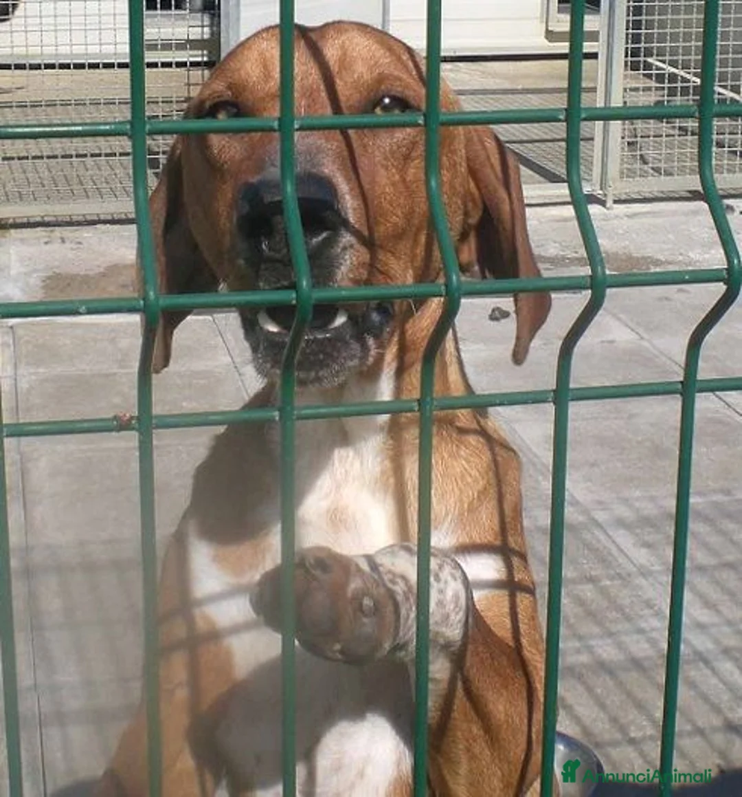 Meticcio cani in regalo: POLDO affettuoso, timido con estranei - Annuncio 3