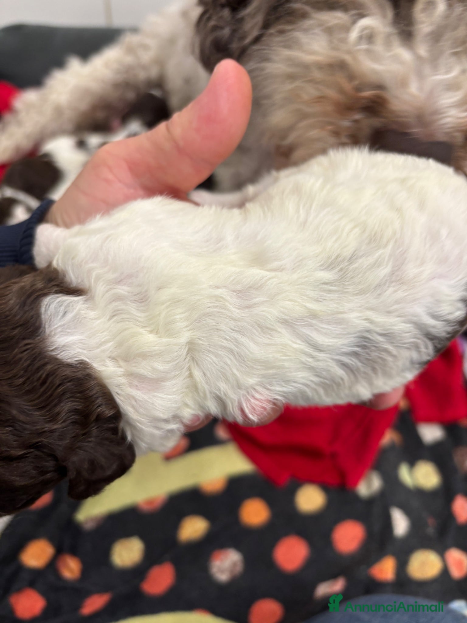 Lagotto cani Cuccioli Lagotto Romagnolo - Annuncio 2