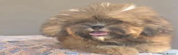 Shihpoo cani in vendita: Shihpoo - Annuncio 2