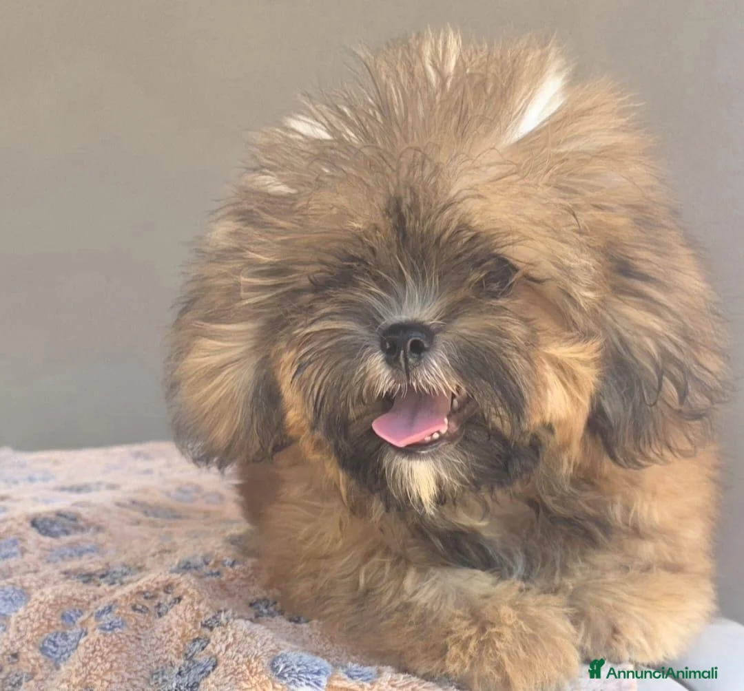 Shihpoo cani in vendita: Shihpoo - Annuncio 2
