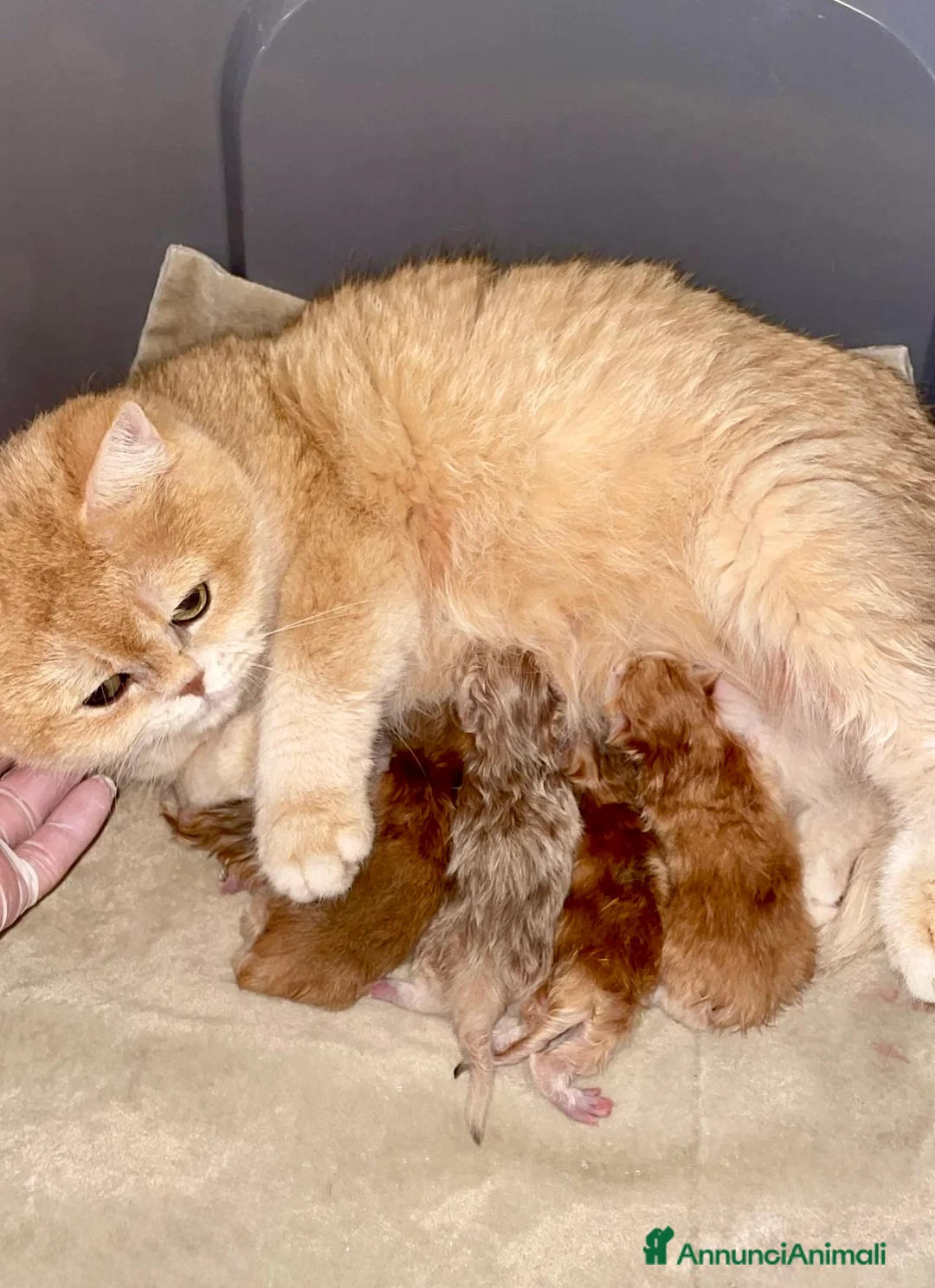 British gatti in vendita: British Shorthair Golden Enfi - Annuncio 10