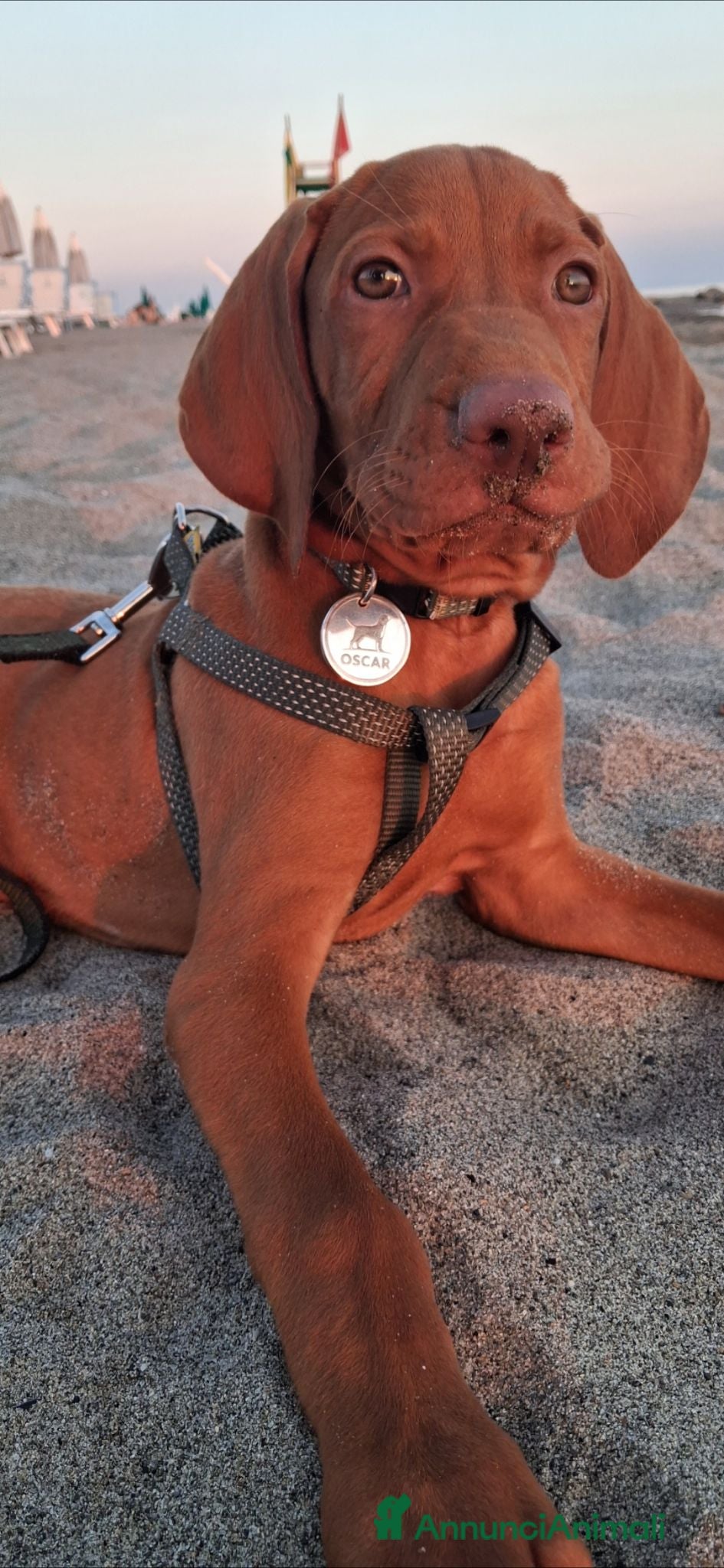 Vizsla cani Vizsla ungherese - Annuncio 25