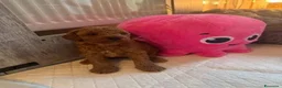 Barboncino Toy cani in vendita: Cuccioli di Barboncino Toy di Razza Pura - Annuncio 11
