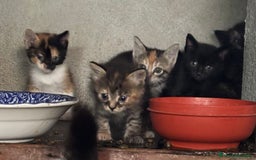 Altre razze gatti in vendita: 7 allegri batuffoli in cerca di casa a Province of Brescia - Immagine 13