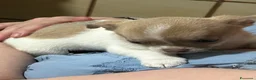 Chihuahua cani in vendita: Chihuahua con pedigree  - Annuncio 1