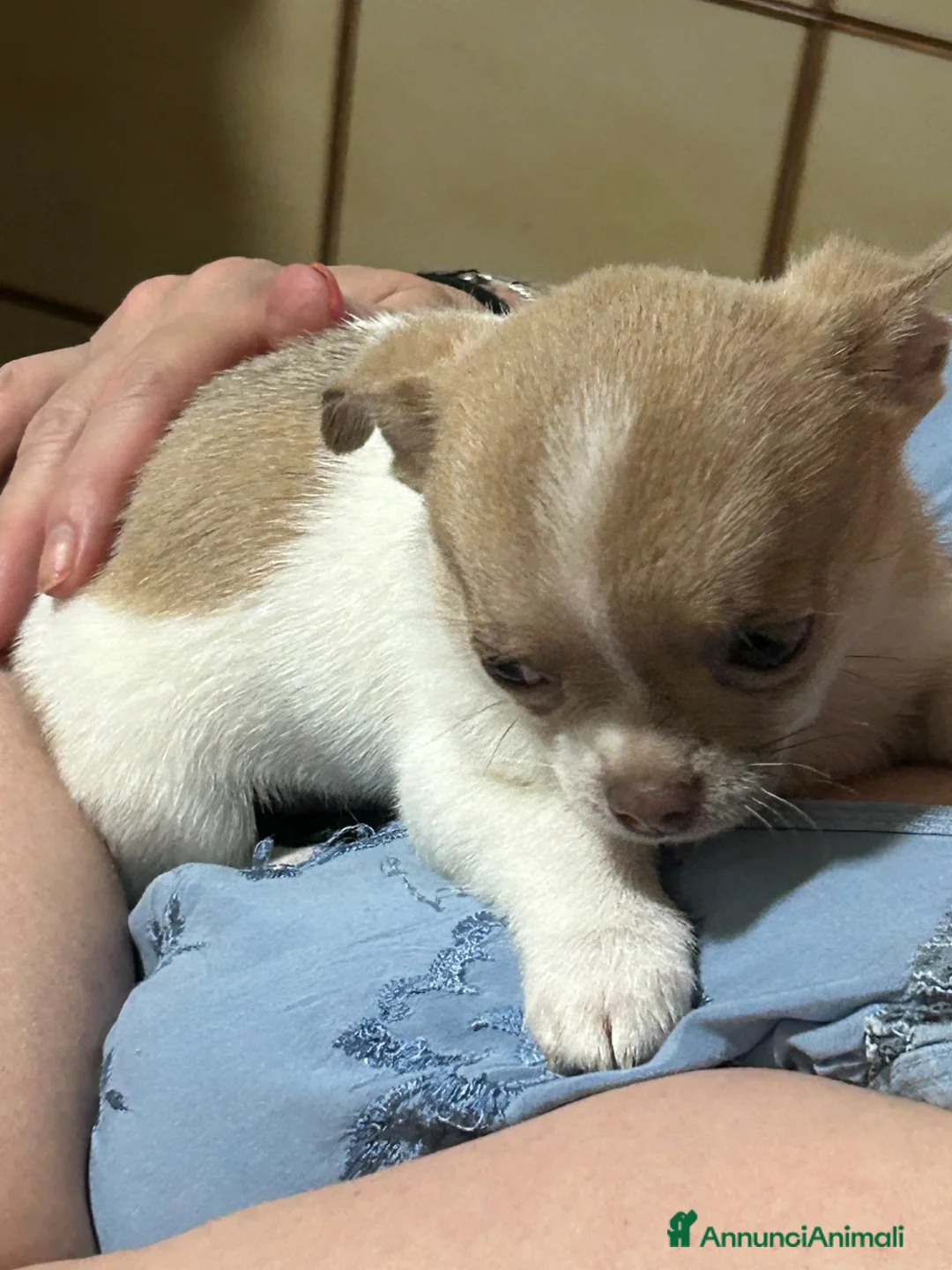 Chihuahua cani in vendita: Chihuahua con pedigree  - Annuncio 1