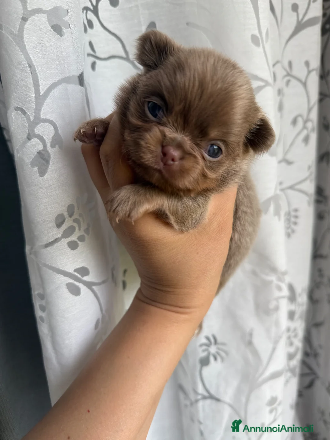Chihuahua cani in vendita: Chihuahua femminuccia  - Annuncio 4