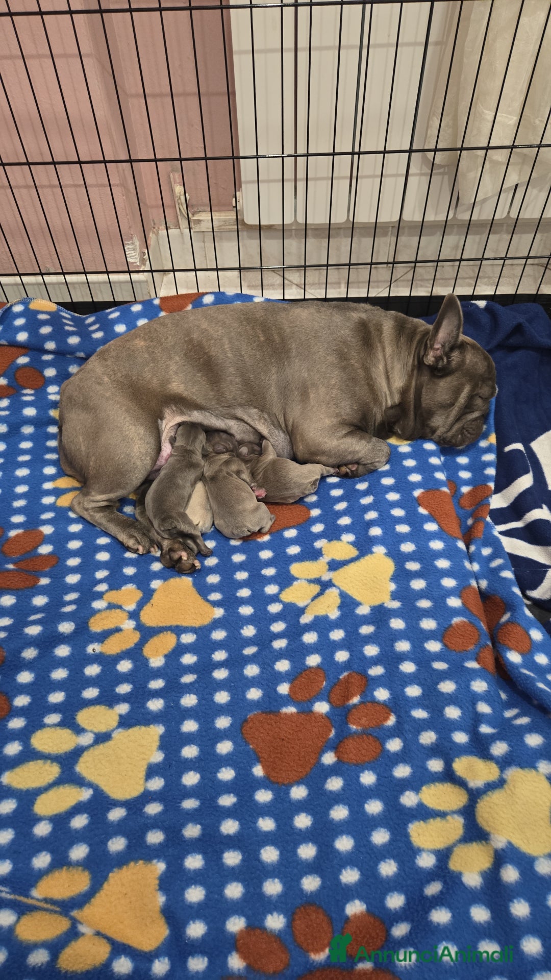 Bulldog Francese cani in vendita: Ultima cucciola di bulldog francese - Annuncio 5