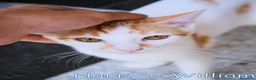 Europeo gatti in regalo: HARRY E WILLIAM DOLCISSIMI GATTINI - Annuncio 6