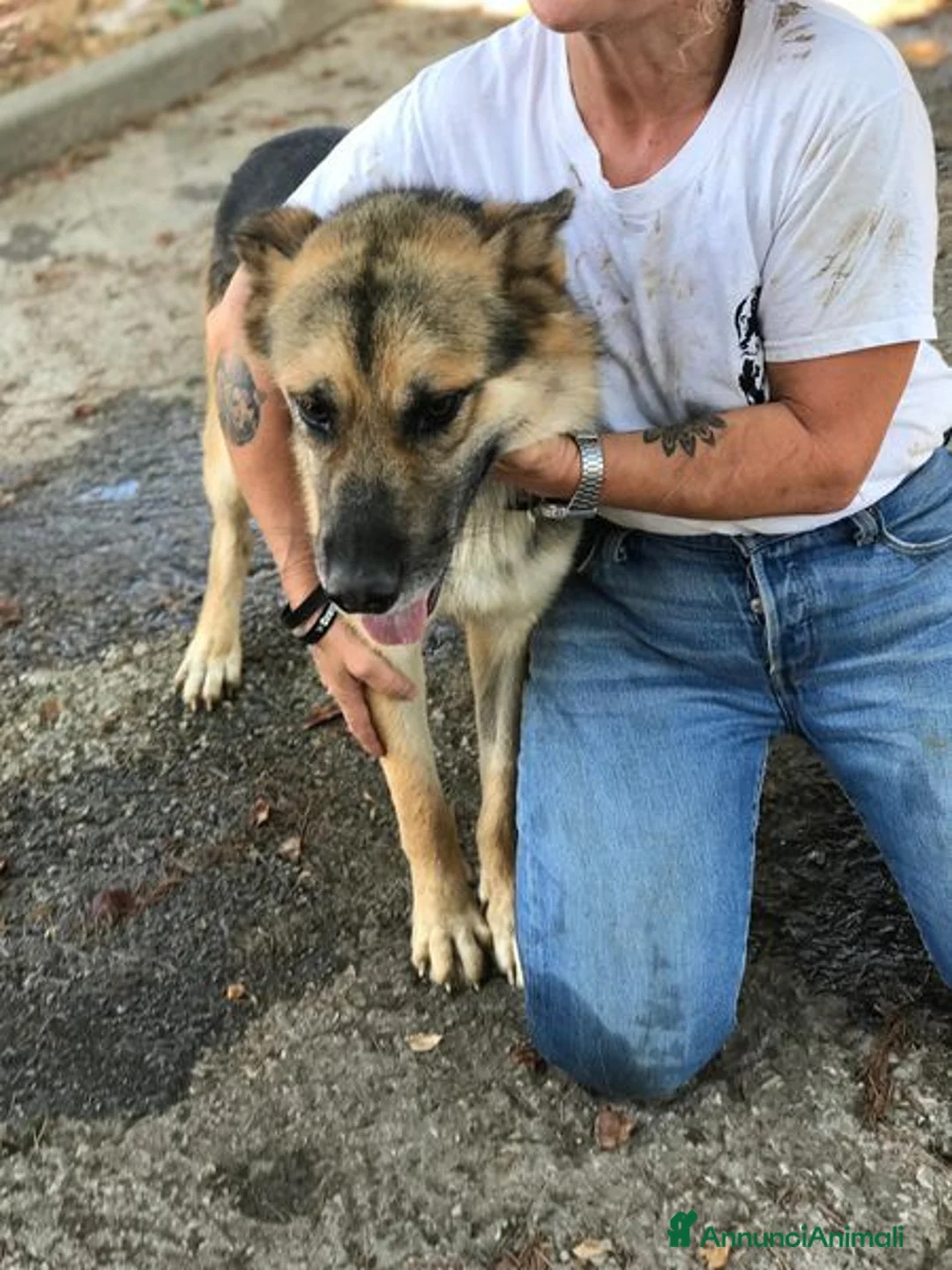 Pastore Tedesco cani in regalo: Strepitoso mix Pastore tedesco husky Whisky a Provincia di Latina - Annuncio 9