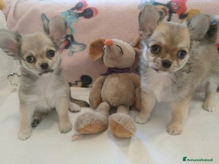 Chihuahua cani in vendita - Annuncio 3