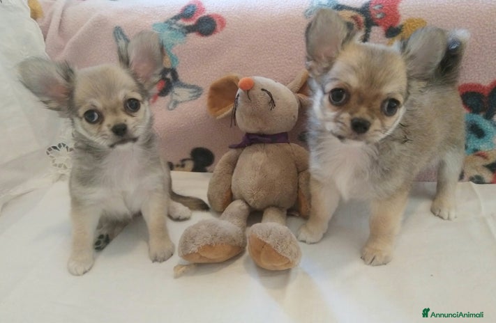 Chihuahua cani - Annuncio 14
