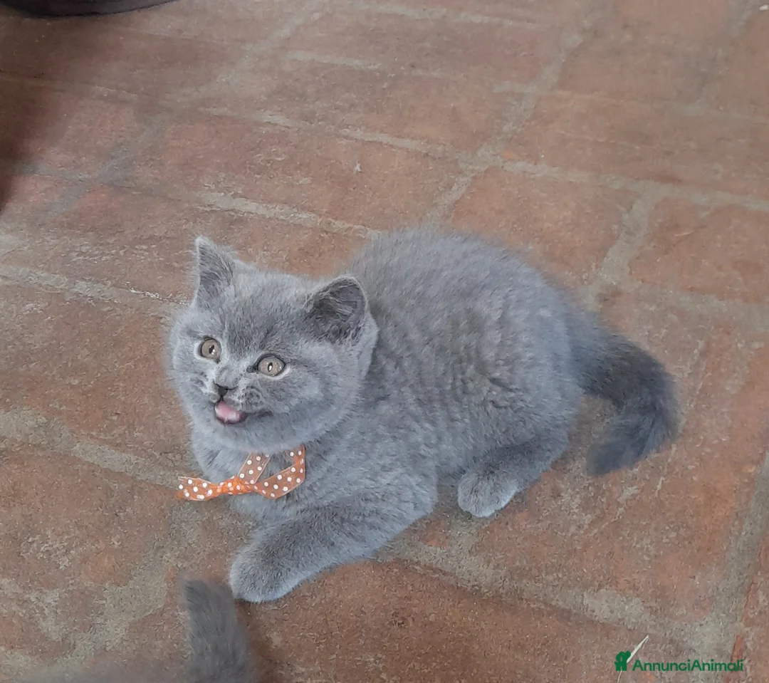 British gatti in vendita: Gattini British Shorthair a Città Metropolitana di Bologna - Annuncio 5