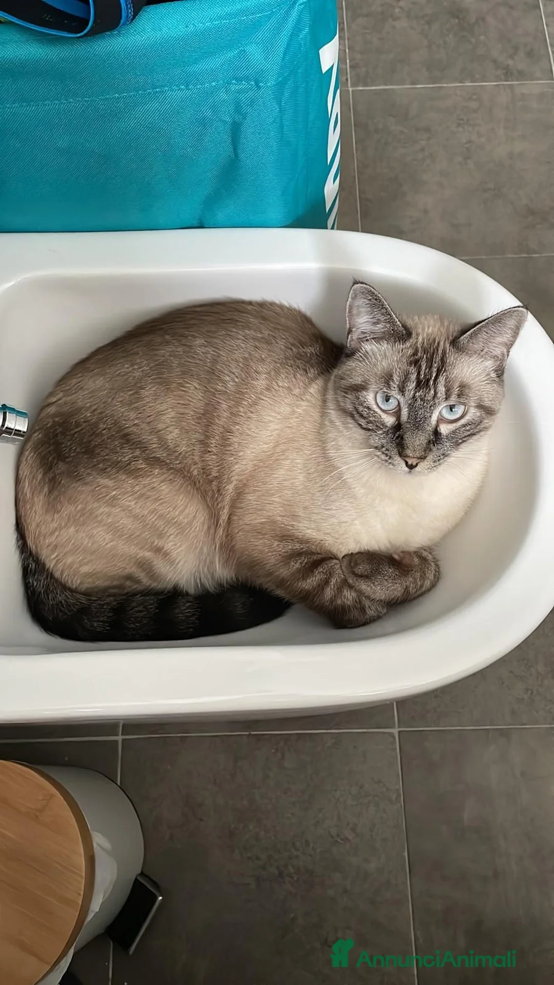 Meticcio gatti in regalo: SIMBA E MEI .. MICI di 5 anni  - Annuncio 2