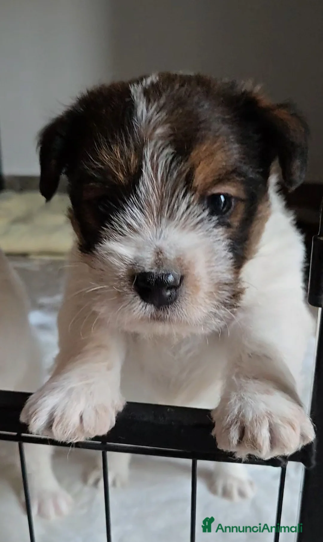 Jack Russell cani in vendita: Cuccioli di Jack Russell  - Annuncio 9