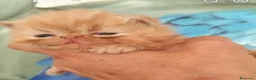 Persiano gatti in vendita: Persiano femmina  - Annuncio 4