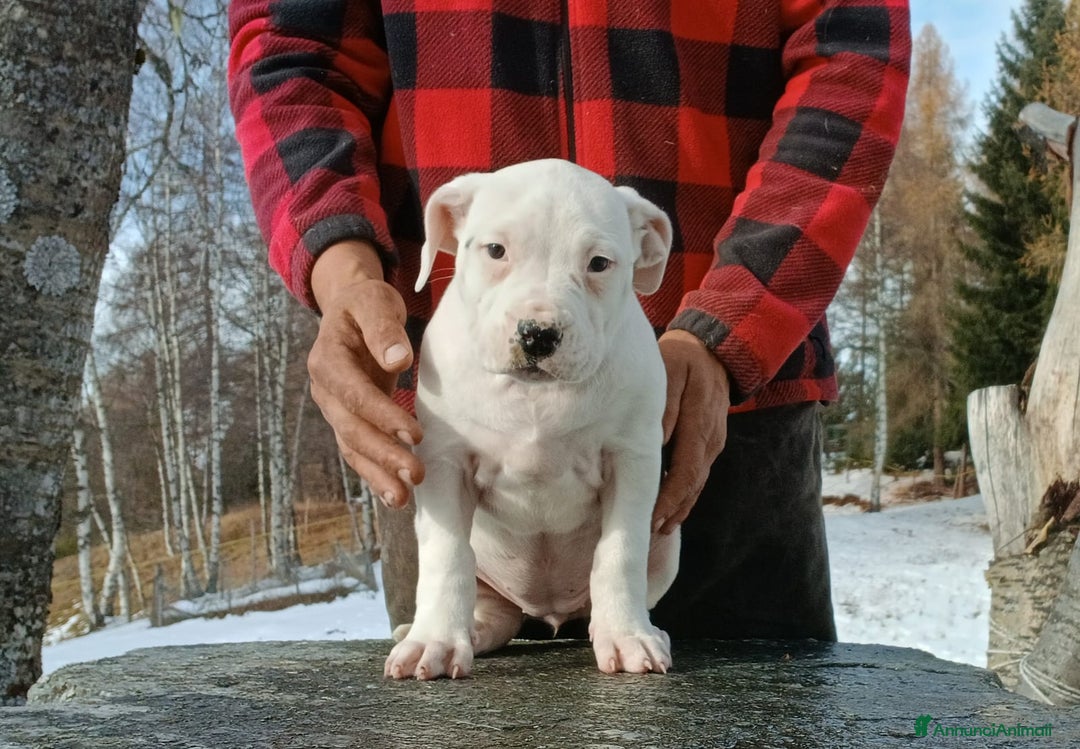 Dogo Argentino cani in vendita: Cucciola Dogo Argentino - Annuncio 3