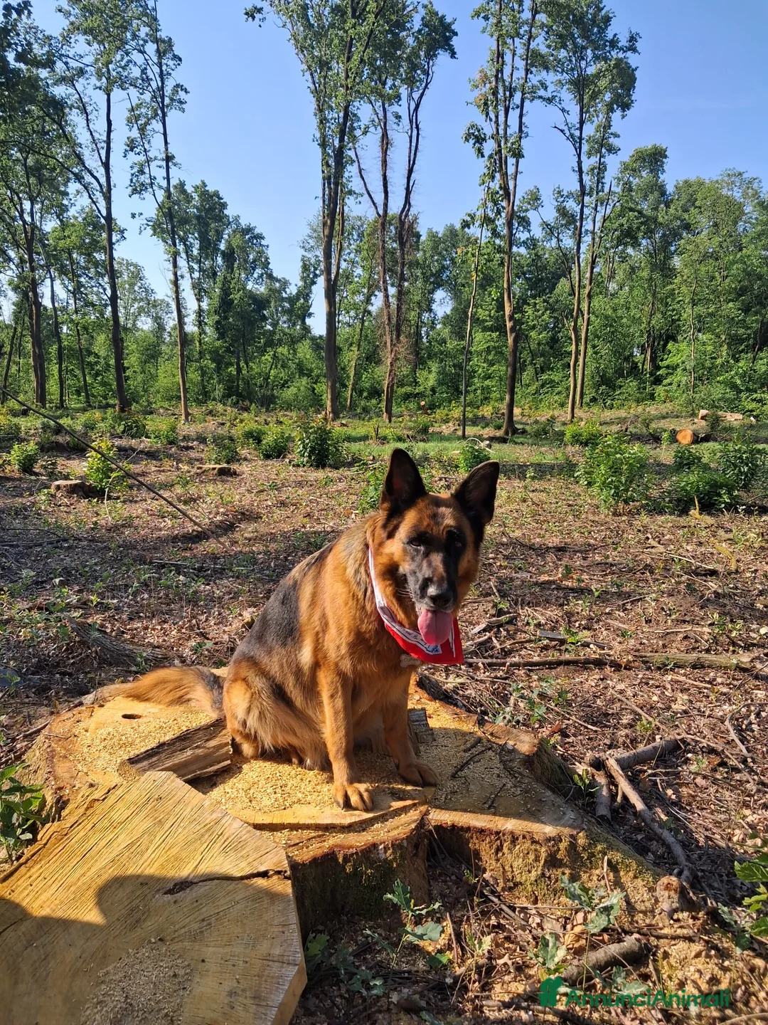 Pastore Tedesco cani in vendita: cuccioli pastore tedesco alta genealogia a Provincia di Varese - Annuncio 2
