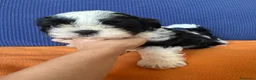 Shih Tzu cani in vendita: Cuccioli di Shi-tzu - Annuncio 2