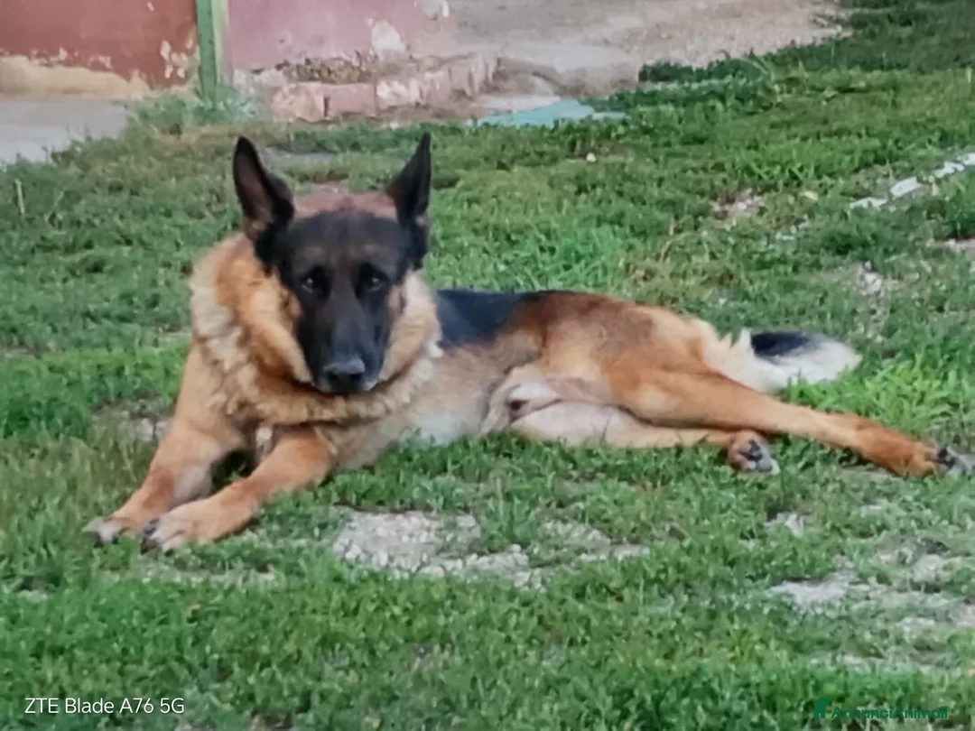 Pastore Tedesco cani in vendita: Vendesi cuccioli pastore tedesco  a Città Metropolitana di Torino - Annuncio 4