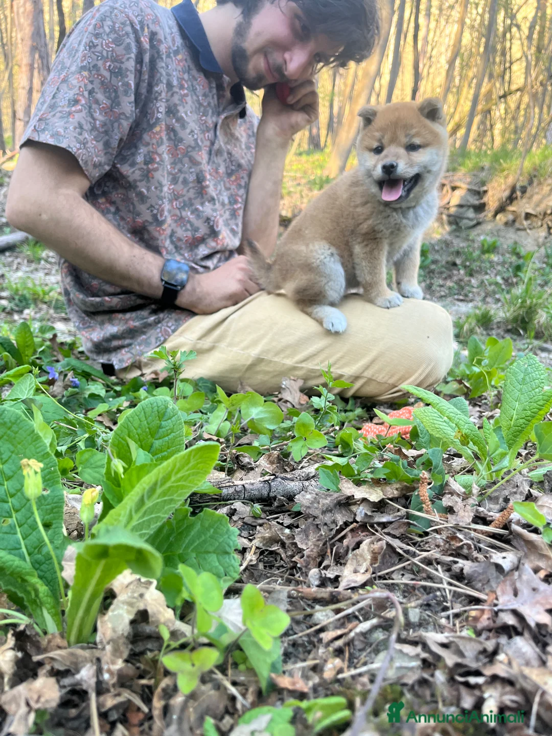 Shiba Inu cani in vendita: Shiba inu cucciole con pedigree  - Annuncio 2