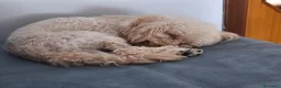 Barboncino Toy cani per accoppiamento: Barboncino toy - Annuncio 4