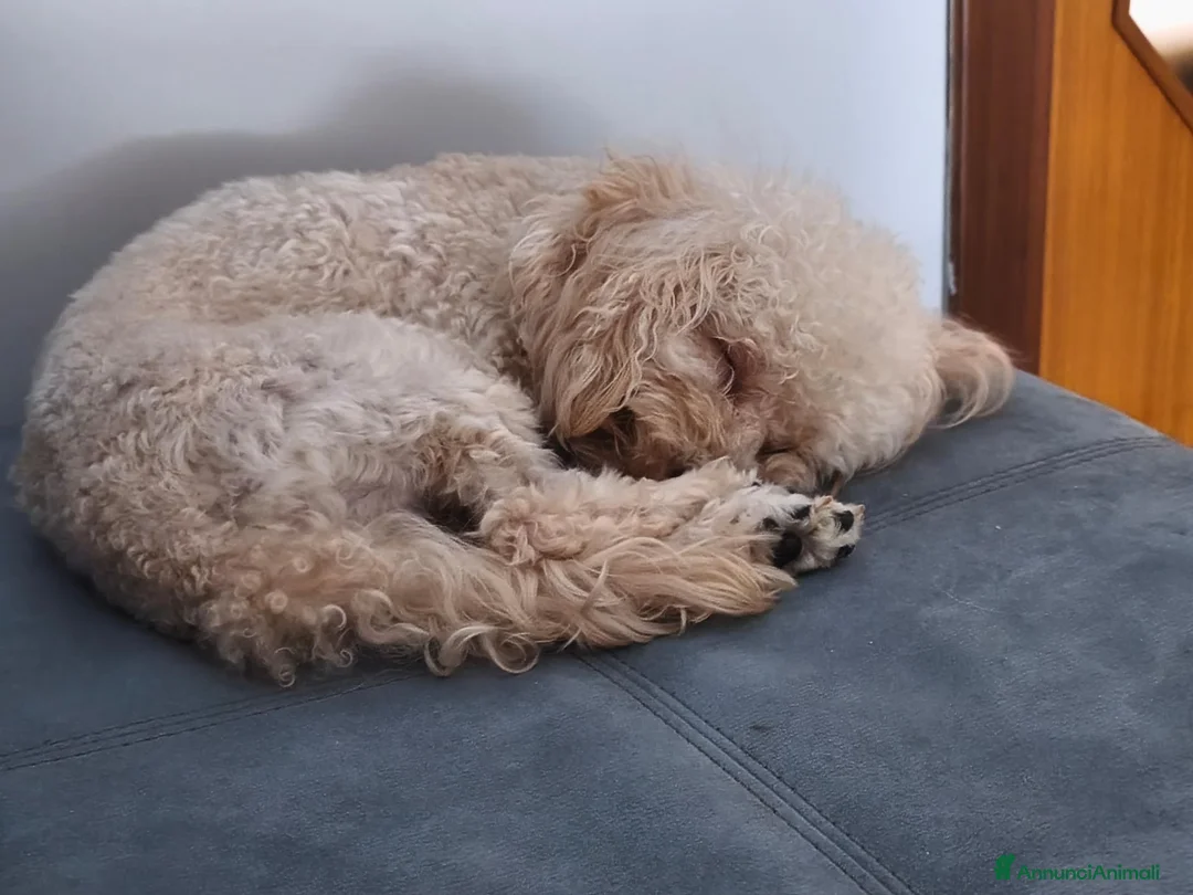 Barboncino Toy cani per accoppiamento: Barboncino toy - Annuncio 4