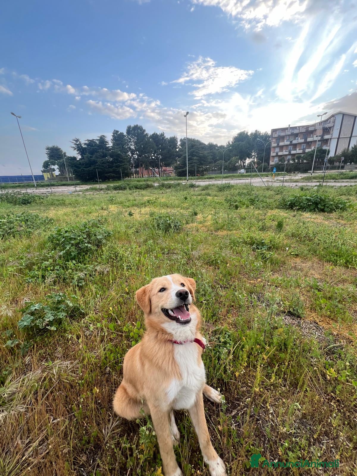 Meticcio cani Adozione Alex 8 mesi - Annuncio 1