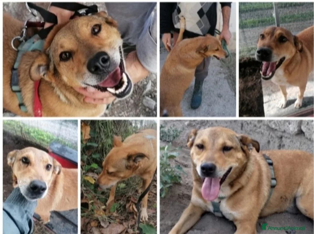 Meticcio cani in regalo: Bruno 5anni LO VOLEVANO MORTO! NAPOLI SOS CASA - Annuncio 4