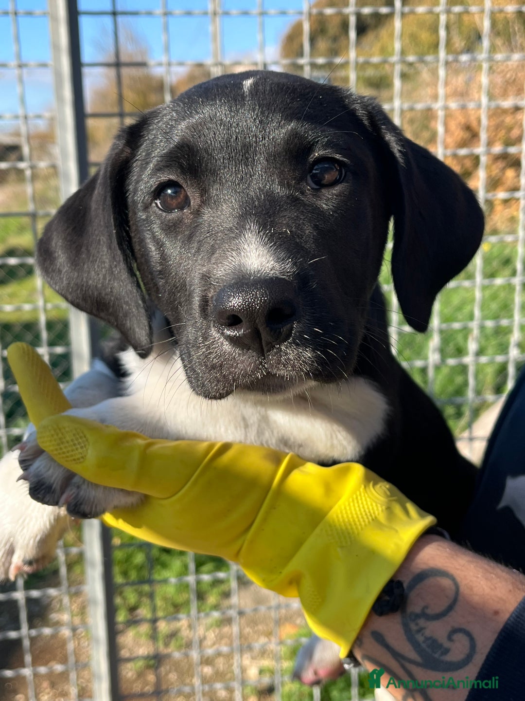 Meticcio cani in regalo: Cucciole sorelle in canile  - Annuncio 1