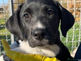 Meticcio cani Cucciole sorelle in canile - Annuncio 1