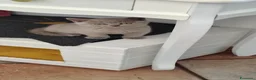 British gatti in vendita: Principessa di pura razza British Shorthair  - Annuncio 11
