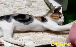 Europeo gatti in regalo: Micina tricolore 3mesi QUASI CIECA.ROMA a Città metropolitana di Milano - Immagine 2
