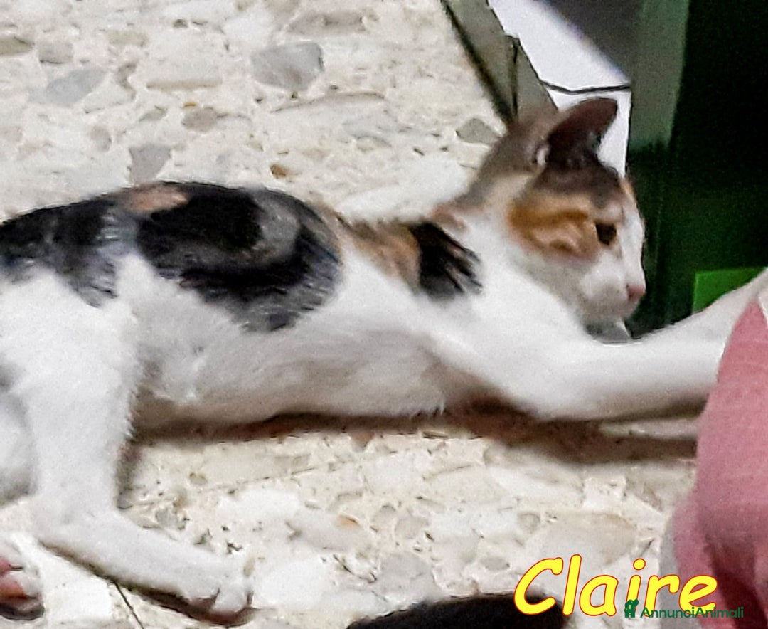 Europeo gatti in regalo: Micina tricolore 3mesi QUASI CIECA.ROMA a Città metropolitana di Milano - Immagine 2