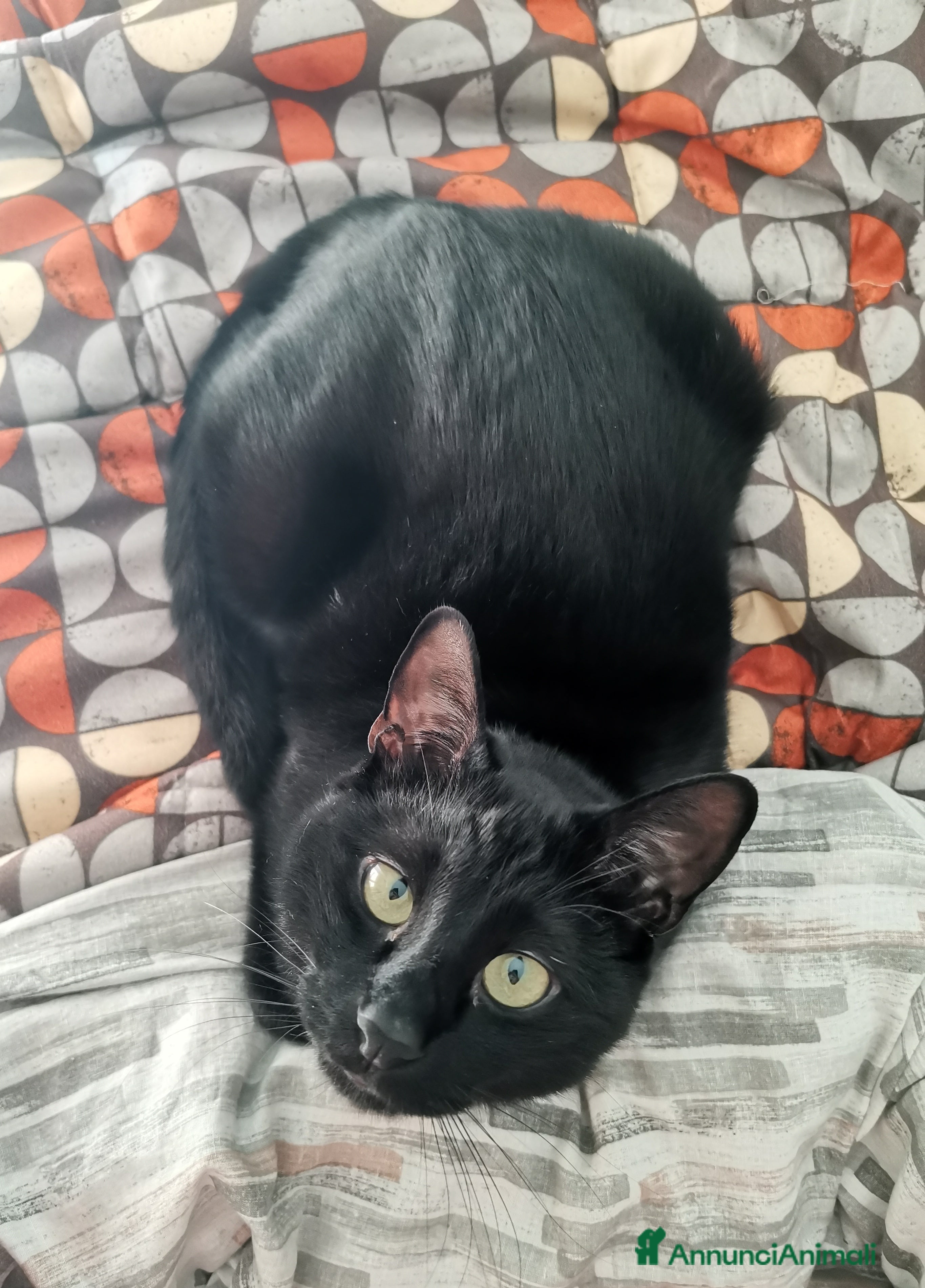 Europeo gatti Frodo in cerca di adozione a Città metropolitana di Roma Capitale - Annuncio 2