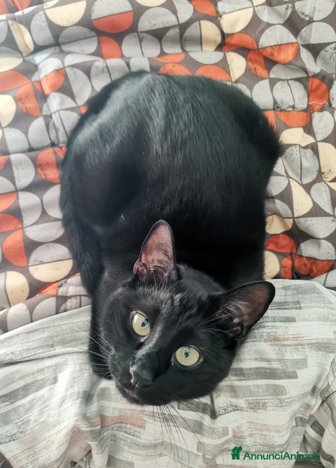 Europeo gatti in regalo: Frodo cerca adozione a Città metropolitana di Roma Capitale - Annuncio 2