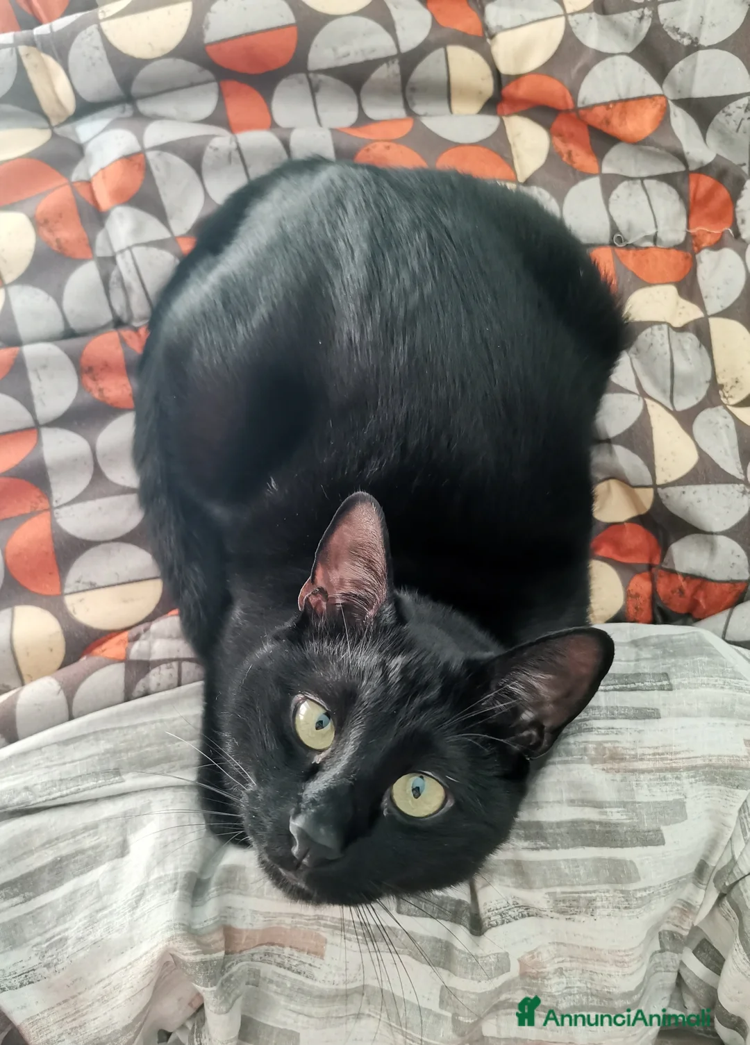 Europeo gatti in regalo: Frodo in cerca di adozione a Città metropolitana di Roma Capitale - Annuncio 2